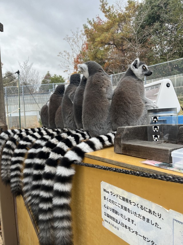しっぽもズラリ　写真提供：日本モンキーセンター
