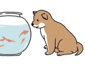 「折れ耳」スコティッシュ　繁殖は動愛法に抵触