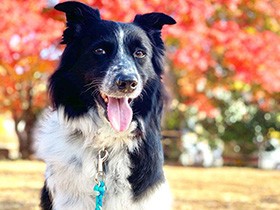 お姉ちゃん犬が大好き　お笑い担当のボーダーコリー「なつ」