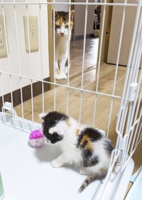 保護当初、おうちにやって来た子猫のシナちゃんを見つめる先住猫のトビ子ちゃん（画像提供：tobi8/8さん）