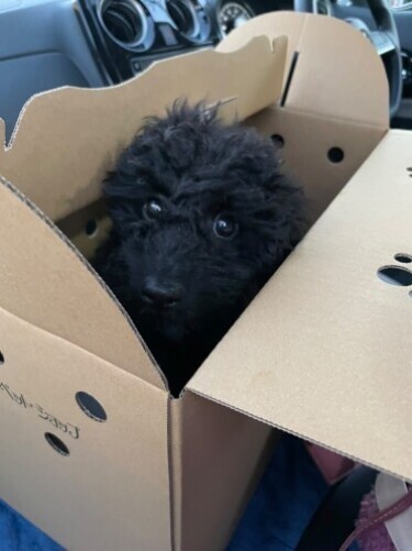 家にきたころの「Nox（ノークス）」