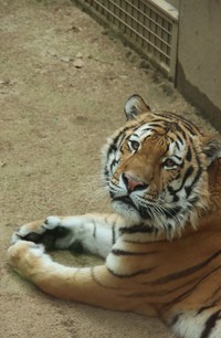 アムールトラ 2023.6