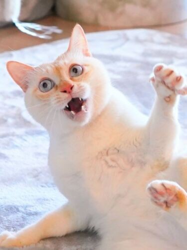 猫じゃらしで遊ぶチャコ