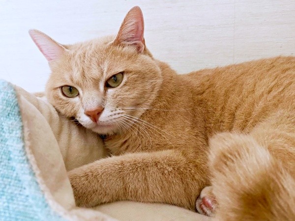 今でもやんちゃで元気いっぱい！ 大きくなったきなこくん（画像提供：まっちゃさん）