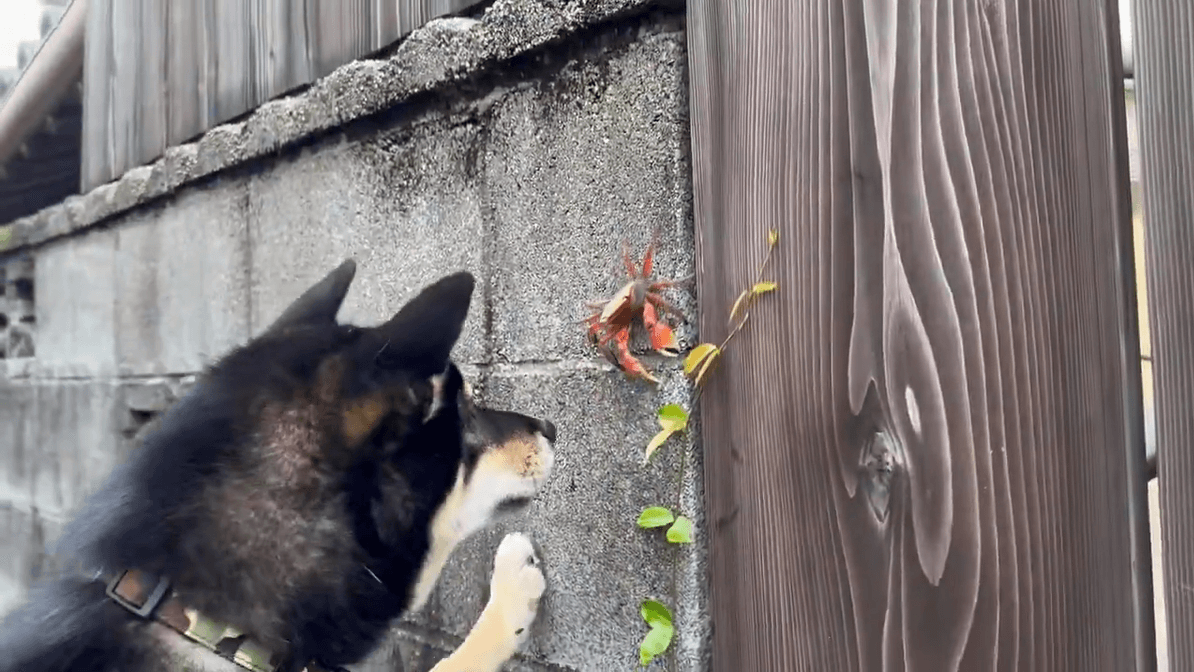 ビビりながらも視線は逸らさない！（提供：柴犬おこげさん）