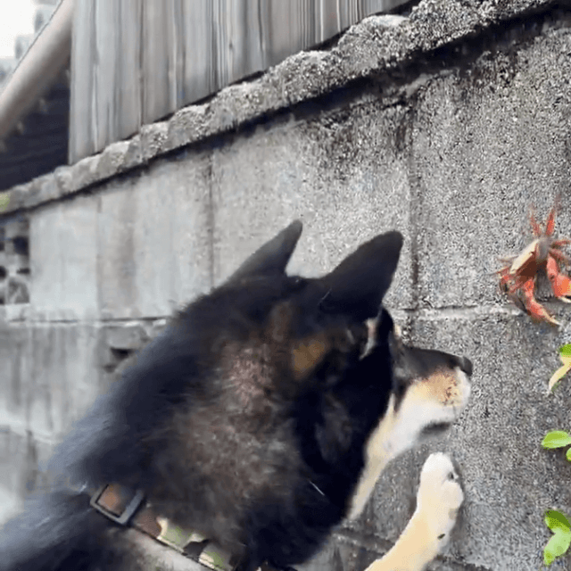 ビビりながらも視線は逸らさない！（提供：柴犬おこげさん）