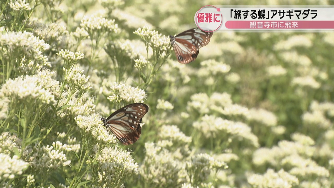 旅する蝶」アサギマダラが香川・観音寺市に飛来 | KSBニュース | KSB