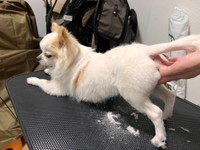 トリミングで魅力的なお尻のシルエットに