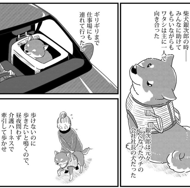 歩けなくなっても散歩の楽しさが忘れられない（真希ナルセさん提供）