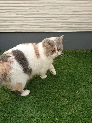 在りし日の「おこわ」（大盛さん提供）