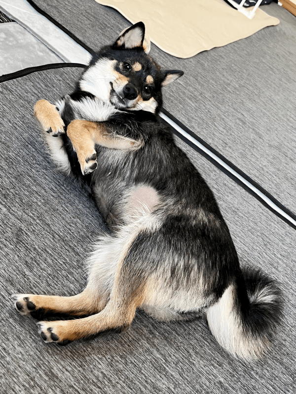 かわいいポーズが素敵なこまちちゃん（画像提供：黒柴 こまちさん）