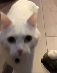 さらに近い！！（ハク様の飼い主さん提供・Twitter動画よりキャプチャ撮影）