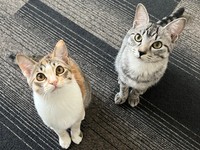 はんみちゃん（メス、写真左）、ととまるくん（オス）＝ととまるはんみさん（@totomaru_hanmi）提供