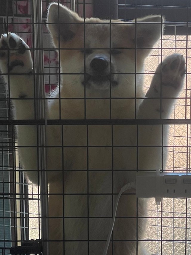 切実な表情（提供：TIM.🫀Glithes.さん）