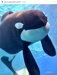 人気者だったシャチのアース（名古屋港水族館公式インスタグラム、2025年2月の投稿から）