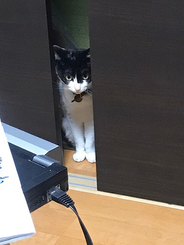 デジャブ？小梅が来た時も籠城してじーっ、でした（早苗さん提供）