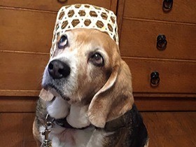 鼻がいいから家族の帰りをすぐキャッチ！ ビーグルの小麦