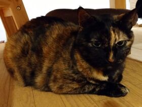 ４歳娘の「猫ちゃんにゴハンあげる！」ブームがきっかけに？　愛猫の“甘え”が復活！