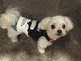 譲渡会で出会ったマルチーズの「クー」　近所のスタバまでお散歩