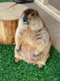 被害に遭ったわらびちゃん（「マーモット株式会社」さん提供）