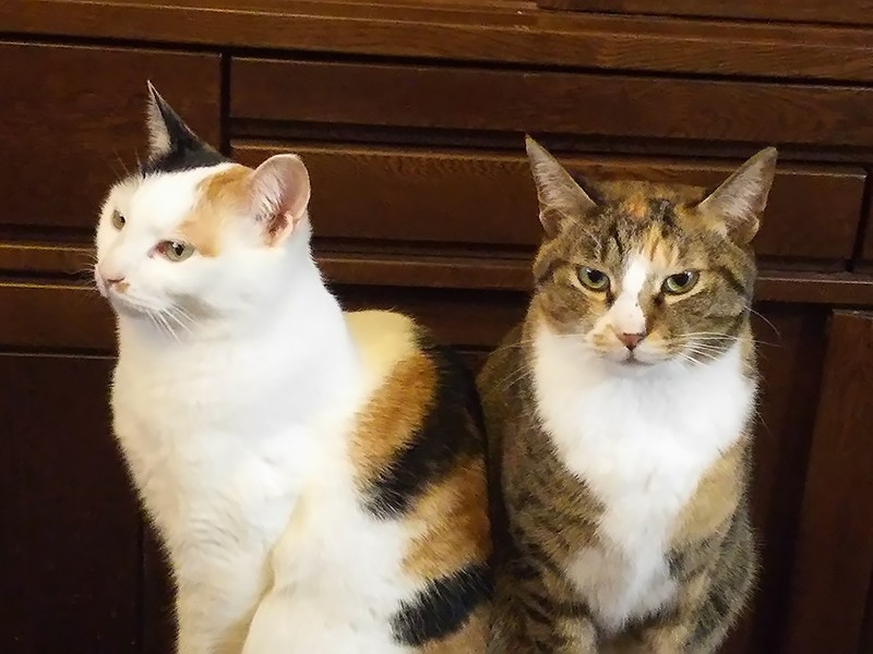 まったく違って見えて、姉妹です