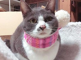 買ったばかりのマフラー、似合うかな　ミックス猫の「モカ」　