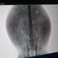 【閲覧注意】保護した野良猫を動物病院に連れていくと……レントゲン画像に写った8匹の子猫の姿（画像提供：黒猫クロさん）