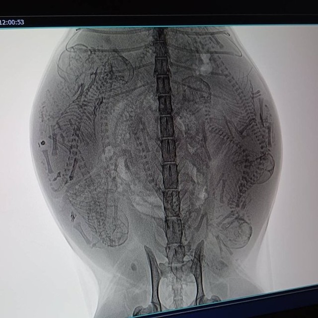 【閲覧注意】保護した野良猫を動物病院に連れていくと……レントゲン画像に写った8匹の子猫の姿（画像提供：黒猫クロさん）