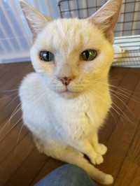 母猫のシロちゃん。一番痩せていたという（「ののいち にゃんこのおうち」さん提供）