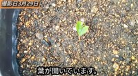 【7日後】葉を残しておいた方は葉が開いています／「庭づくり大好きおじさん」さん（@diy48）提供