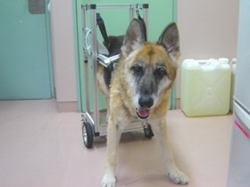 放置されていた病気の高齢犬　動物看護師はほれ込み、別れの時まで寄り添った