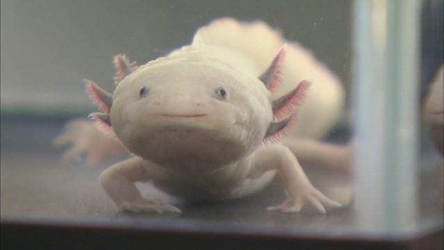 ウーパールーパーの皮膚を研究　コラーゲンの供給源は…岡山大の大学院生らが解明