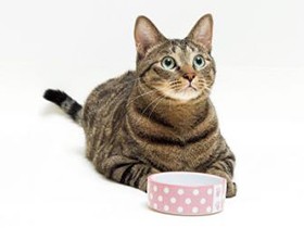 ペットのための栄養学　バランスのとれたペットフードとは