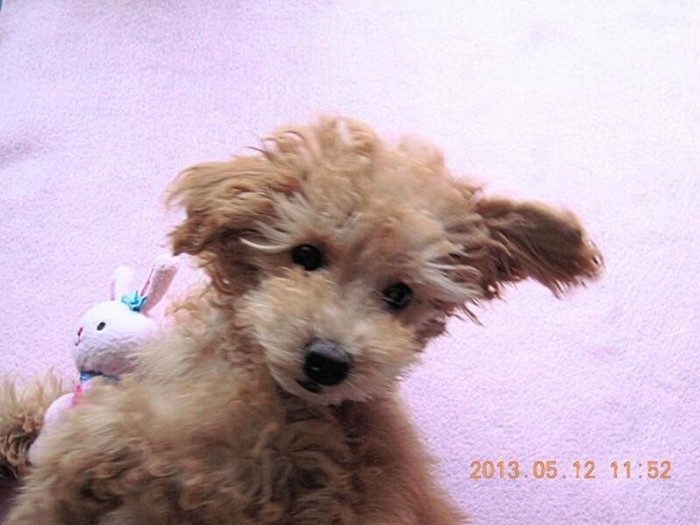 家に来たころのふうか