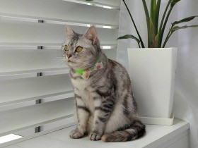 キミ、新しいお仲間？　芸達者なアメリカンショートヘア「仙豆」