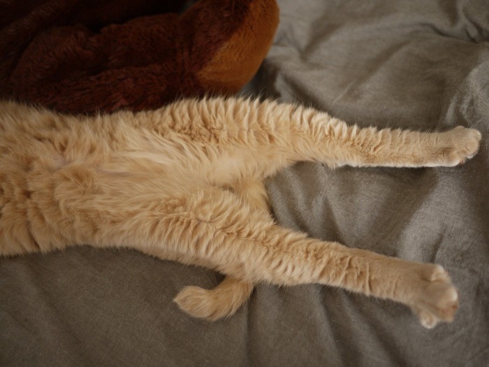 豊かなギャランドゥー