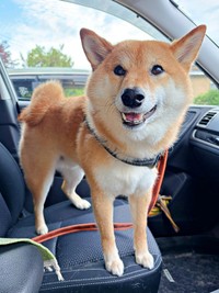 これぞ柴犬！ 「尻尾置き場」が話題になったろんくん（画像提供：柴犬 ろんさん）