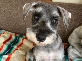 冬場、ガスストーブを出すと正座して温まる　犬なのに猫っぽいミニシュナ「ごま」