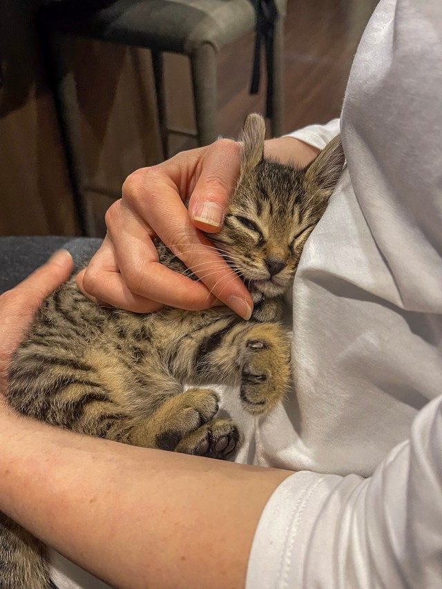 だんだん眠くなってきた猫ちゃん（提供：ねこ大家｜猫のための家づくりさん）