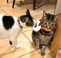 まろくんの先輩猫、ゆめくん（左）は14歳になる元保護猫のハチワレ男子。「お前はダイエット中なんだから、俺のごはんは食べるなよ～」（画像提供：宗方脩さん）