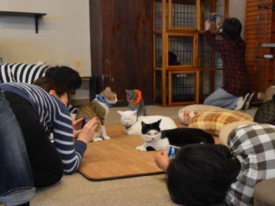 うまく撮れたかにゃ～　保護猫カフェでスマホ写真の撮り方講座