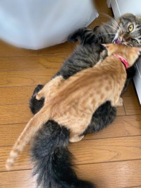 しつこいと怒られる＝なのぴこ@ちぇるしい（@ChelseaNanonano）さん提供
