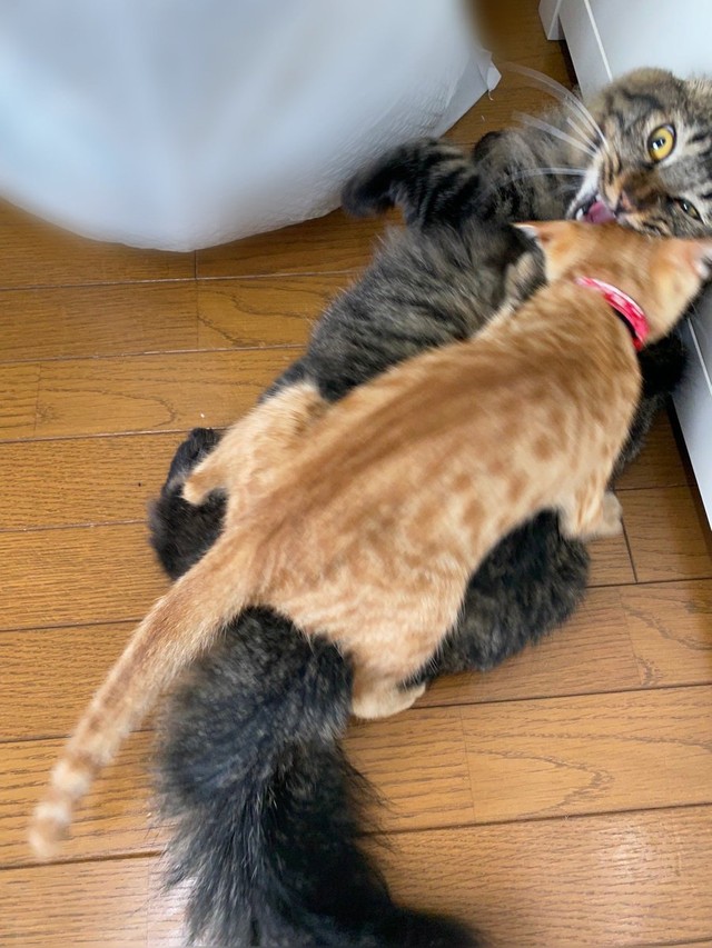 しつこいと怒られる＝なのぴこ@ちぇるしい（@ChelseaNanonano）さん提供
