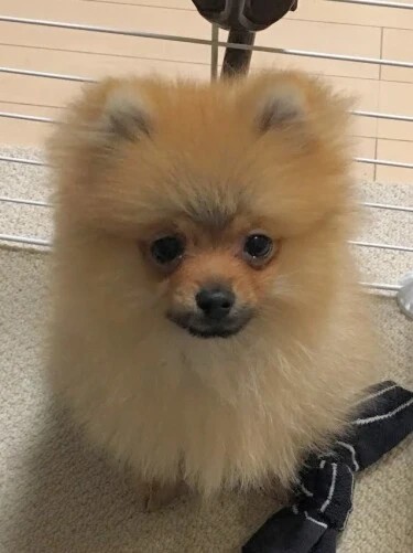 家にきたころの「ポン太」