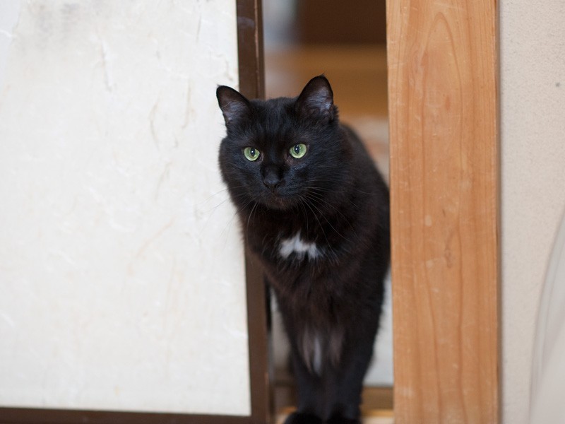 「“月輪猫”のクロエよ。ちょっと様子を見に来ただけだから、撮らなくていいの」（小林写函撮影）