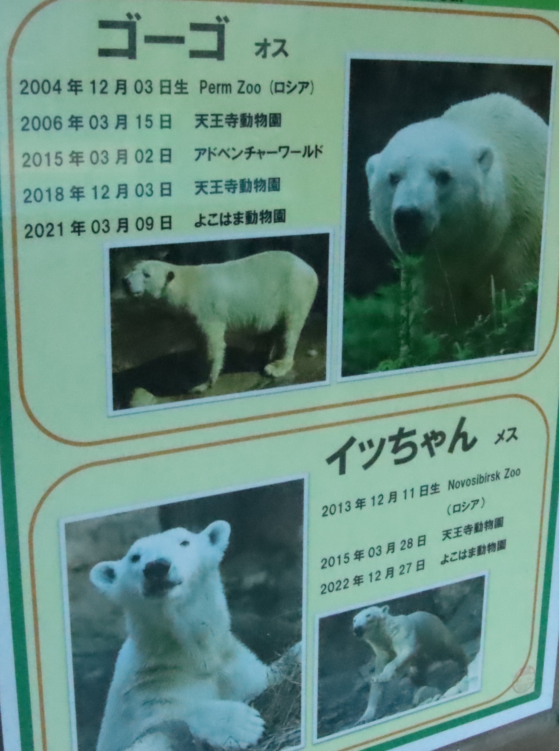 大阪名物「551」ことホッキョクグマ夫婦ゴーゴとイッちゃんが新天地 