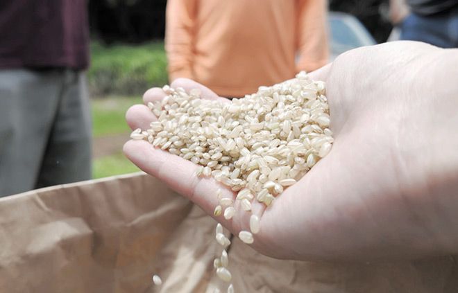 Japanese rice grown again in Hawaii where it once thrived | The Asahi Shimbun: Breaking News, Japan News and Analysis