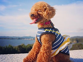 家族と海辺にお出かけ！　トイプードルの「こたろう」