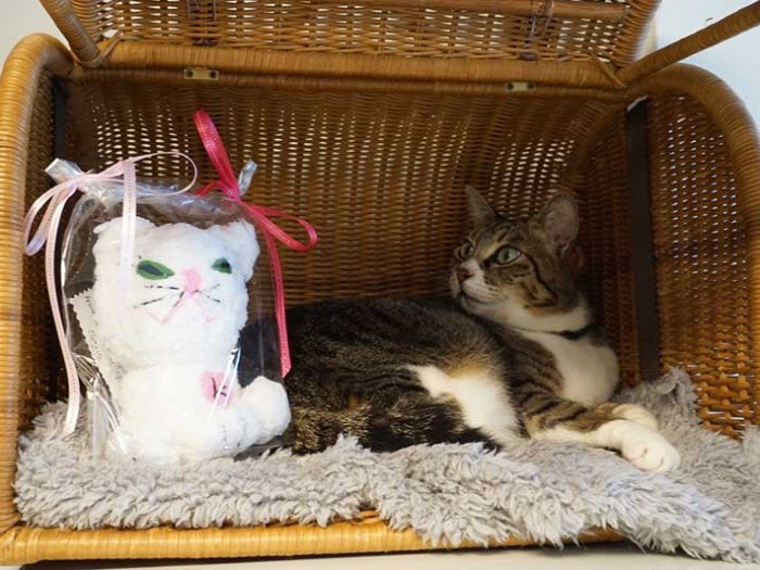 難民支援になるクンクーシュのぬいぐるみ。筆者の家にも１匹お迎え