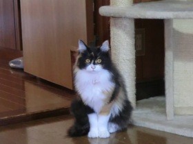 お寺で野良猫から産まれた子猫　大家族の中、しっかり者に成長